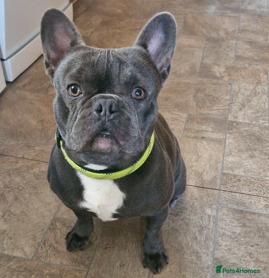 French Bulldog dogs Blu-french bulldog  - Advert 1