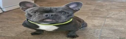 French Bulldog dogs for sale: Blu-french bulldog  - Advert 1