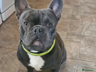 French Bulldog dogs Blu-french bulldog - Advert 1