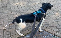 Brittany Spaniel dogs for adoption: Adorable, affectionate Clara-Camberley, Surrey  - Image 6