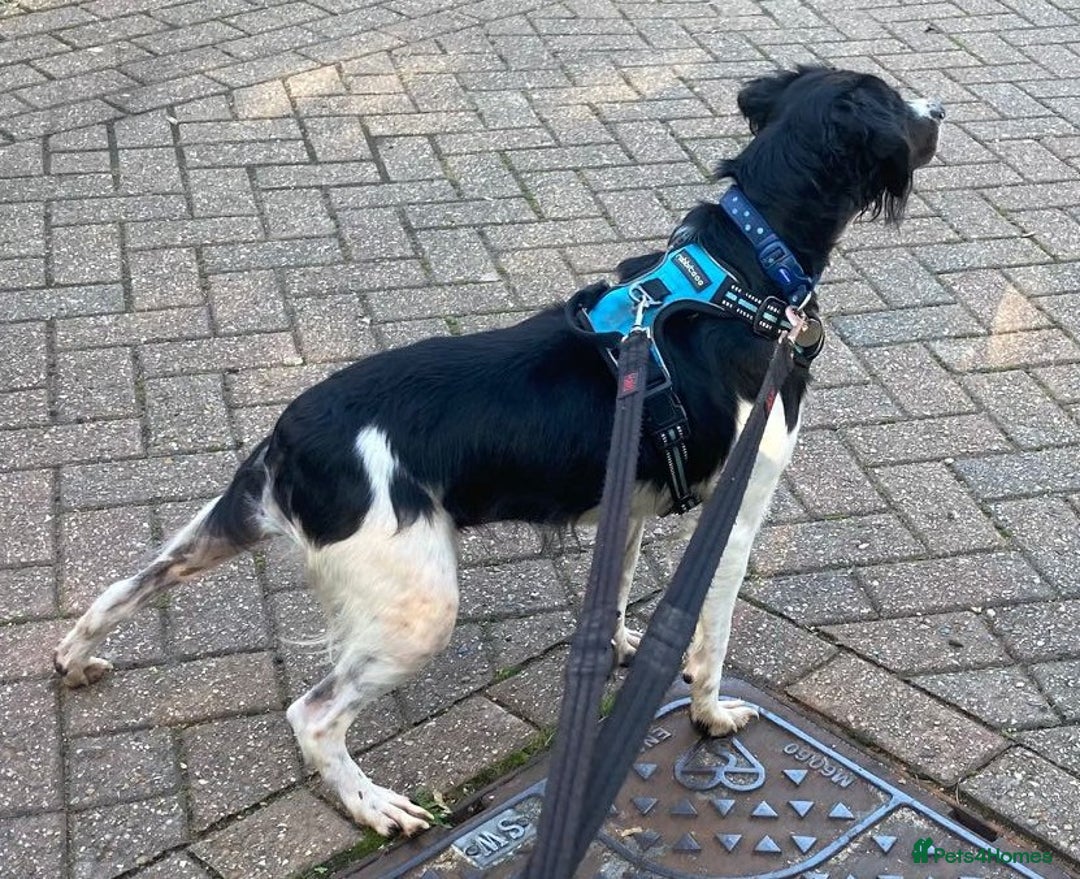 Brittany Spaniel dogs for adoption: Adorable, affectionate Clara-Camberley, Surrey  - Image 6
