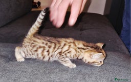 Bengal cats for sale: Absolutely Stunning Bengals  - Image 14