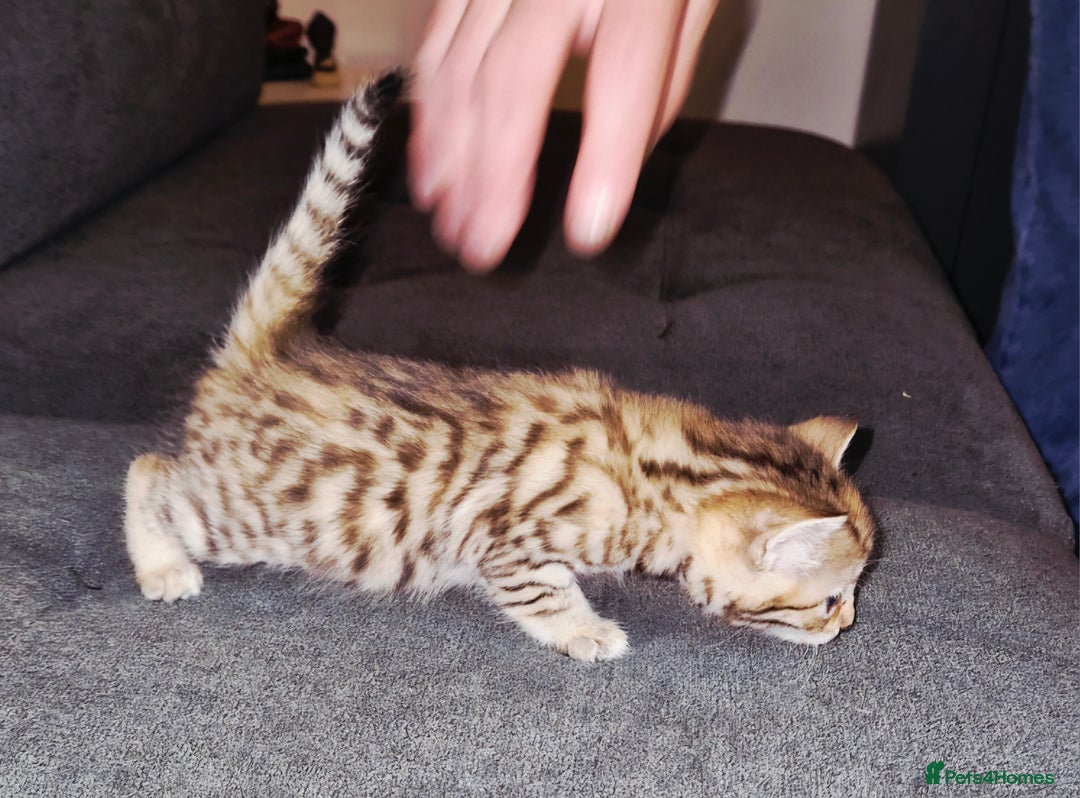 Bengal cats for sale: Absolutely Stunning Bengals  - Image 14