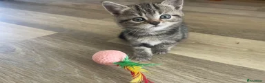 Little Tabby 