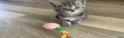 Mixed Breed cats for sale: 8 Beautiful Kittens for sale  - Advert 9