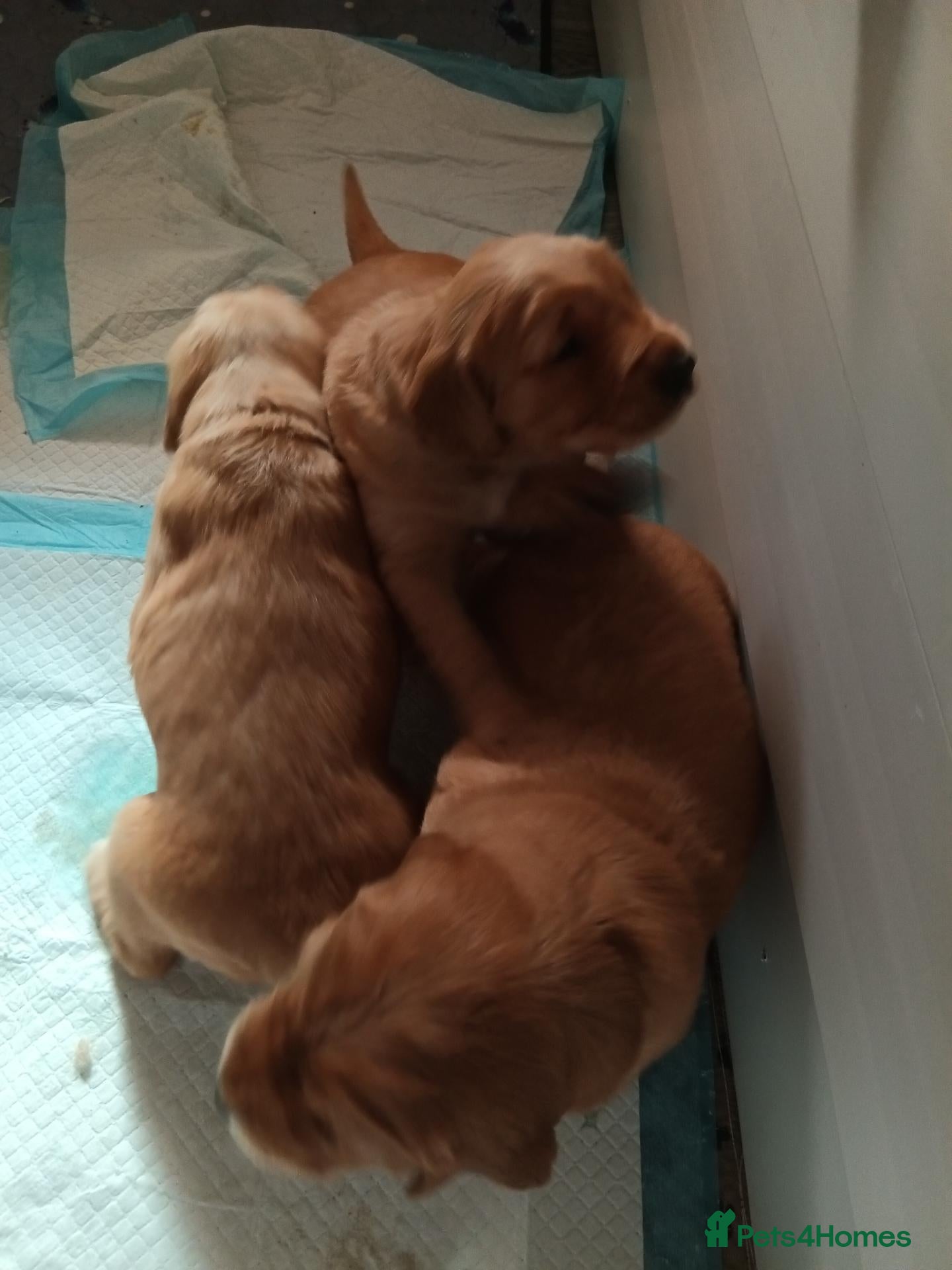 Golden Retriever dogs KC reg Red Golden retriever fully healthy tested - Advert 11