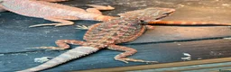 Bearded Dragon reptiles for sale: Bearded dragon babies red hypo & orange hypo  - Advert 3