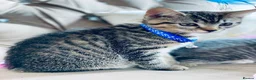 British Shorthair cats for sale: ❤️🩵❤️British shorthair x tabby kittens 💙🩵❤️ - Advert 7