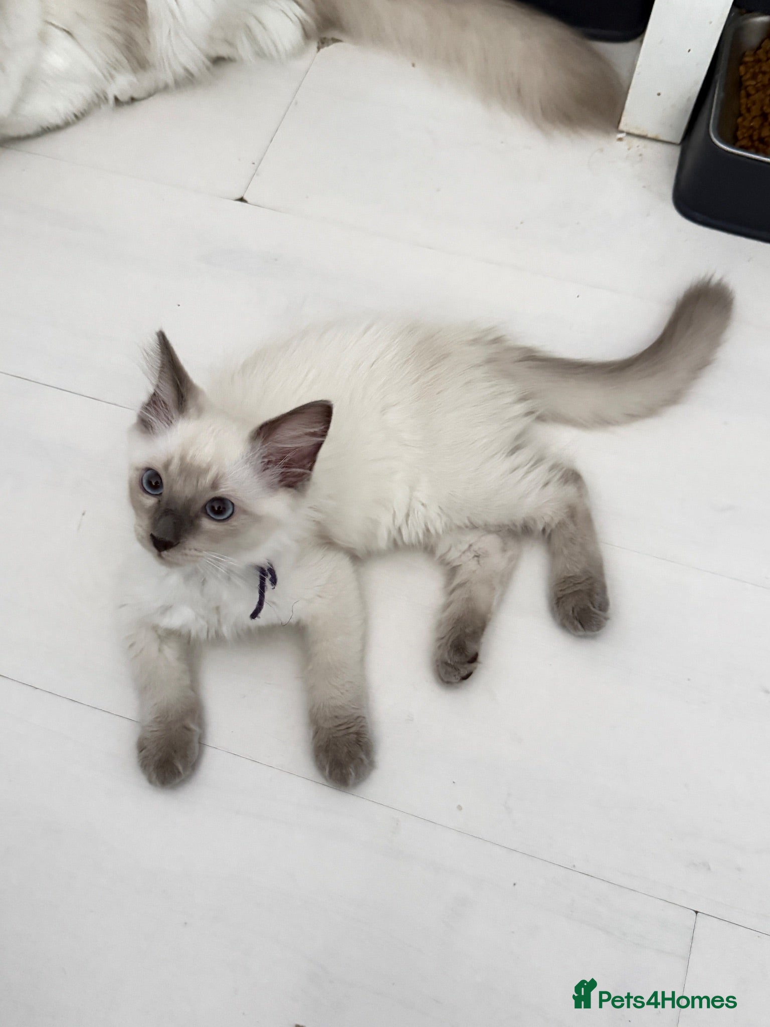 Ragdoll cats *** Last 3 Male Blue Point Ragdoll Kittens ** - Advert 6