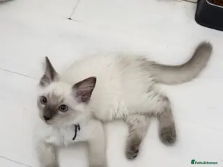 Ragdoll cats *** Last 3 Male Blue Point Ragdoll Kittens ** - Advert 6