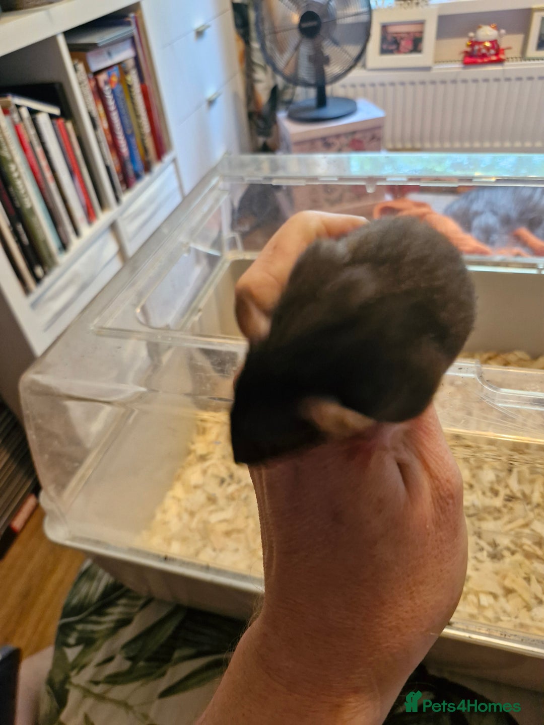Rat rodents for sale: 4 beautiful Male Rats - Image 6