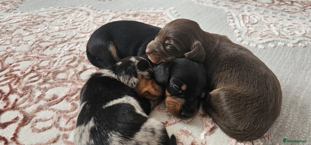 Miniature Dachshund dogs for stud: Proven Stud Black & Tan Miniature Dachshund Stud in Durham - Advert 14