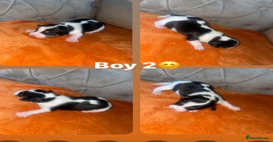 Jack Russell dogs - Advert 5