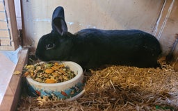 Rex rabbits for sale: 'Button' stunning black Mini Rex buck - Image 6