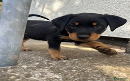 Rottweiler dogs for sale: Healthy Rottweiler puppies ready now  - Image 6