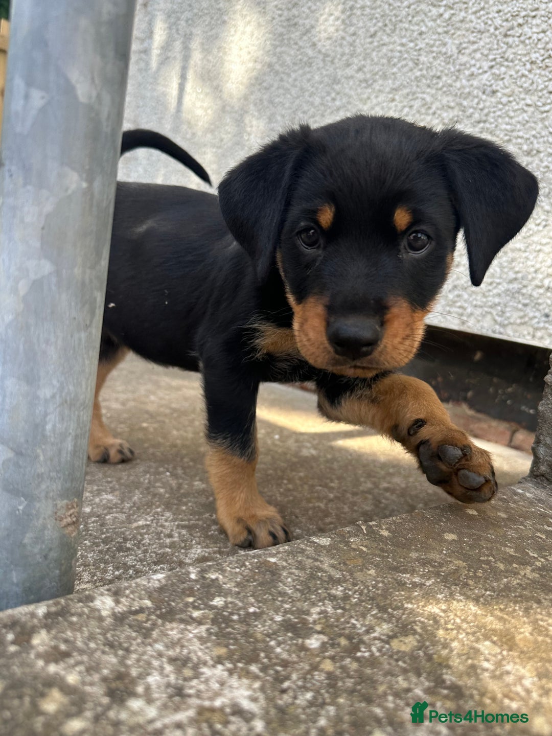 Rottweiler dogs for sale: Healthy Rottweiler puppies ready now  - Image 6