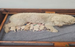 Mixed Breed dogs for sale: Beautiful double doodles - Image 2