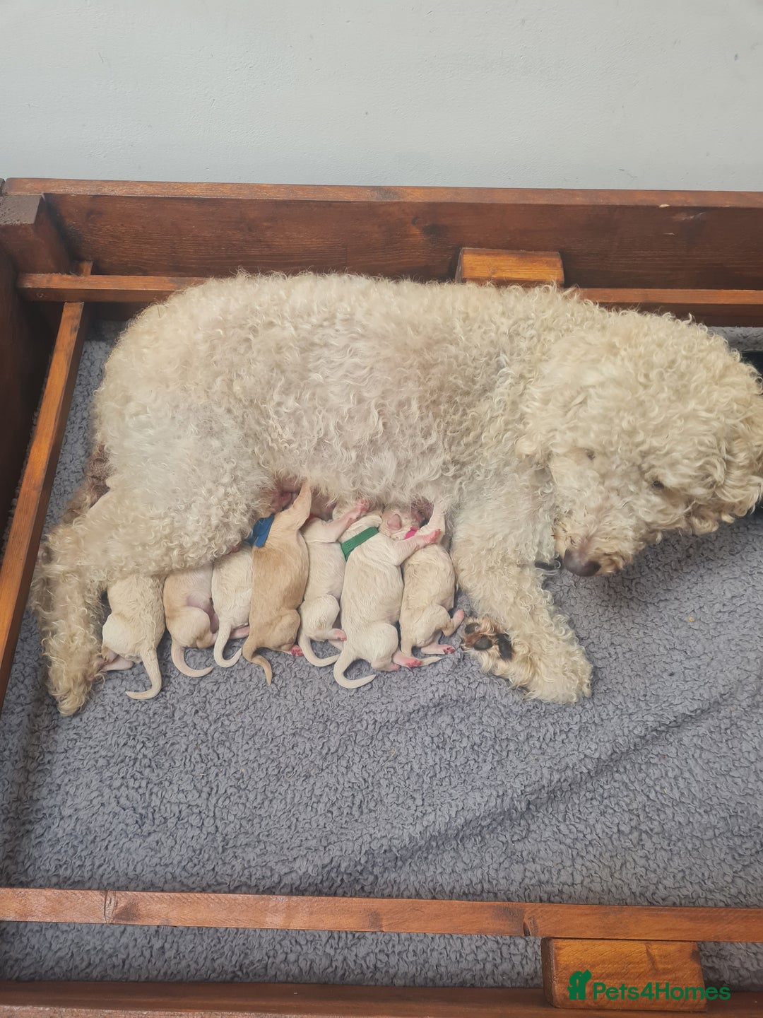 Mixed Breed dogs for sale: Beautiful double doodles - Image 2