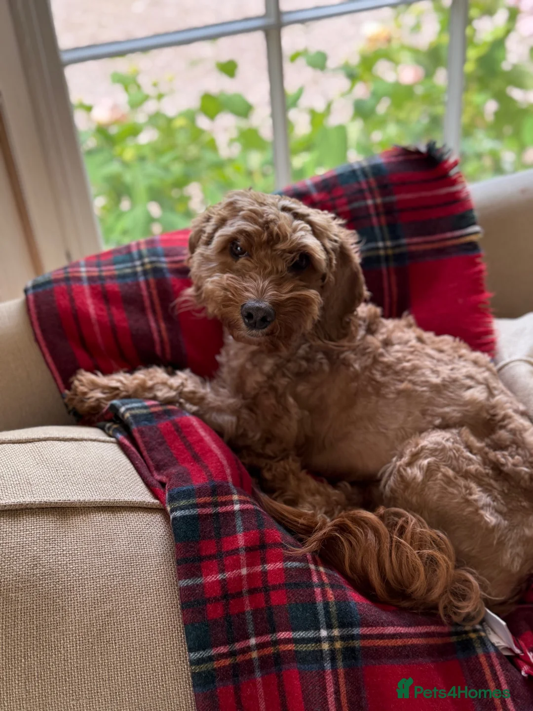 Cockapoo dogs for sale: Beloved 4 Year Old Cockapoo in Chester - Advert 2