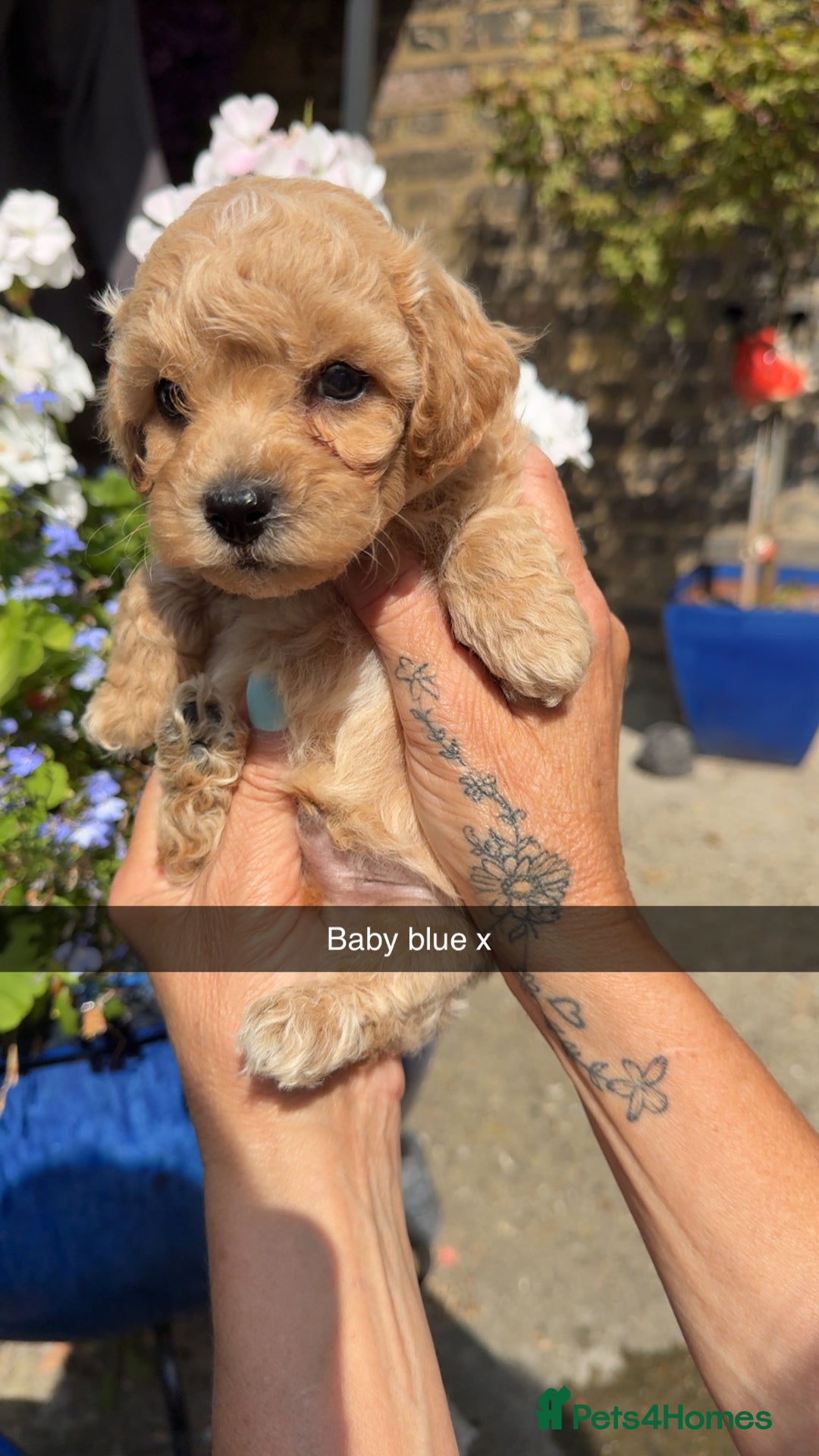 Poochon dogs for sale: Poochon Puppies - Image 26