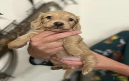 Miniature Dachshund dogs for sale: Beautiful long haired cream mini dachshund puppies - Image 13