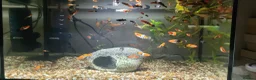 Swordtails fish for sale: Koi Swordfish and Lyretail Mollies  - Advert 3