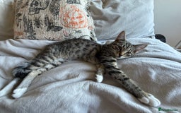 British Shorthair cats for sale: 3 kittens for sale - Image 4
