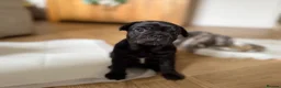 French Bulldog dogs for sale: KC/DWKC Registered French Bulldog Puppies - Advert 23