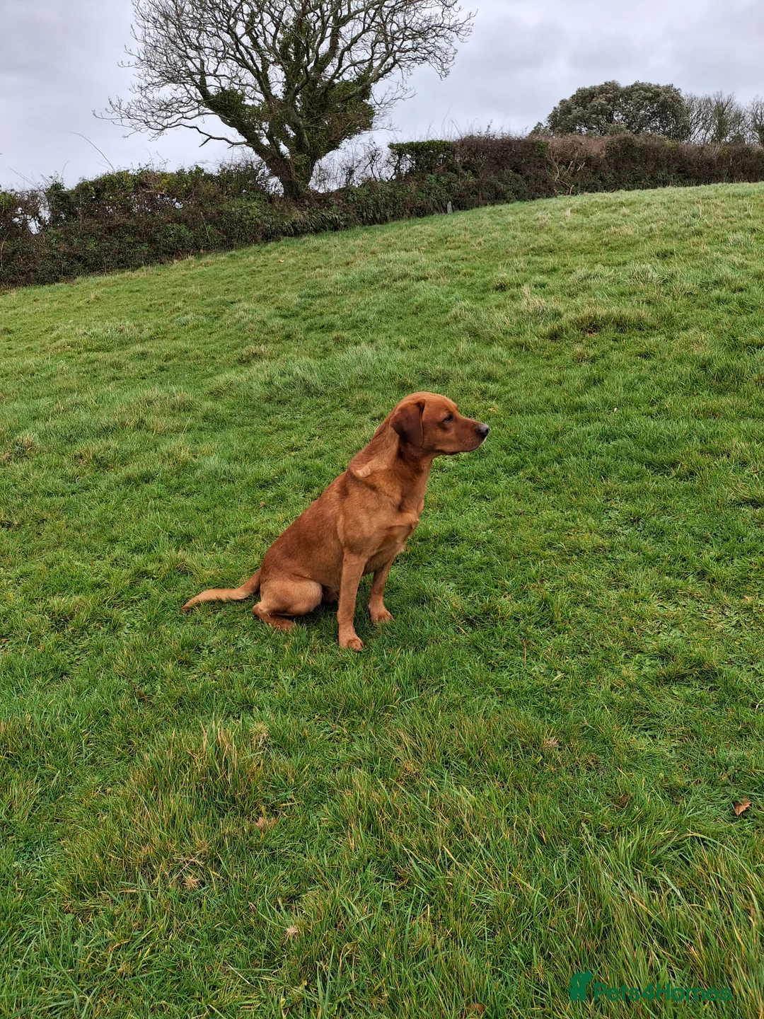 Labrador Retriever dogs for stud: Fox Red Labrador available for Stud - Advert 2