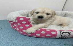 Golden Retriever dogs for sale: Gorgeous KC reg Golden Retriever Puppies - Image 25