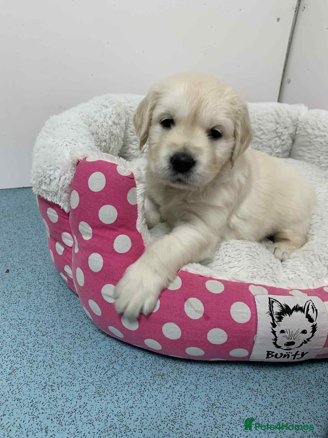 Golden Retriever dogs for sale: Gorgeous KC reg Golden Retriever Puppies - Image 25