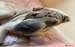 Shar Pei dogs for sale: Sharpei  - Image 2