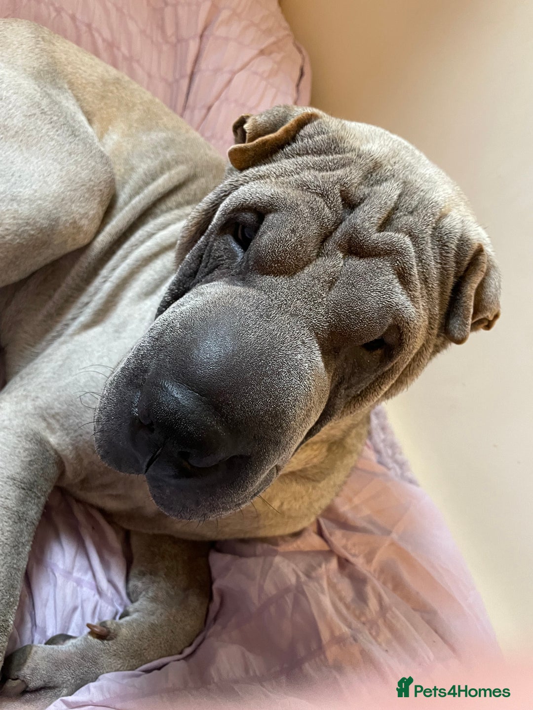 Shar Pei dogs for sale: Sharpei  - Image 2