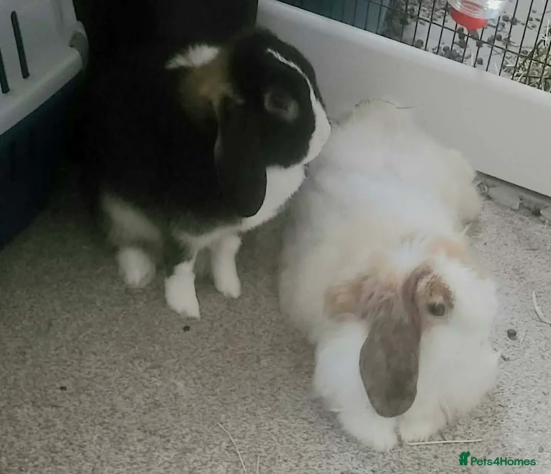 Mini Lop rabbits for sale: 2 bonded Mini Lops & entire indoor set up in Birmingham - Advert 5