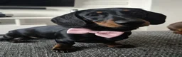 Miniature Dachshund dogs for sale: Miniature dachshund  in Sheffield - Advert 1