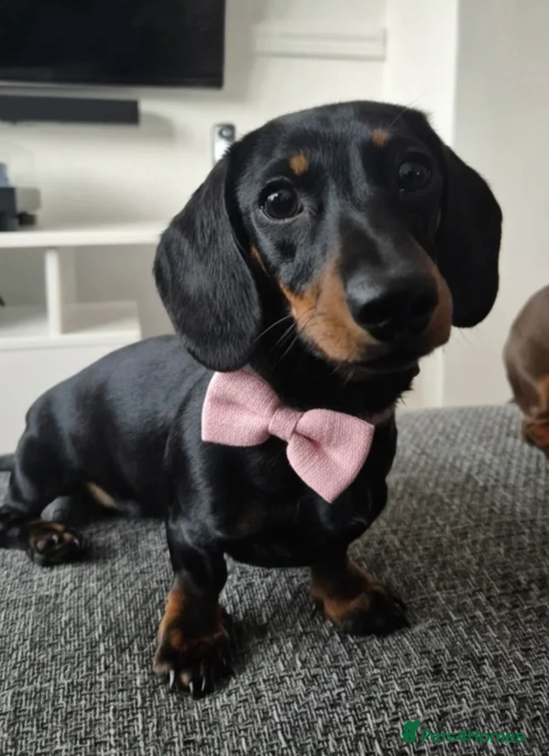 Miniature Dachshund dogs for sale: Miniature dachshund  in Sheffield - Advert 1