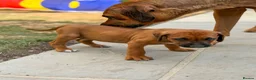 Rhodesian Ridgeback dogs for sale: * 2 Chunky Girls with Black Masks Available *  - Advert 13