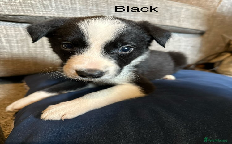 Border Collie dogs - Advert 13