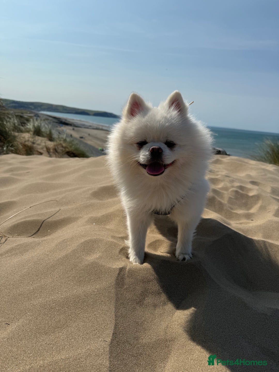 Pomeranian dogs for stud: Stud service  - Image 2