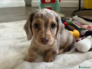 Miniature Dachshund dogs READY NOW - Mini long haired dachshund pups - Advert 15