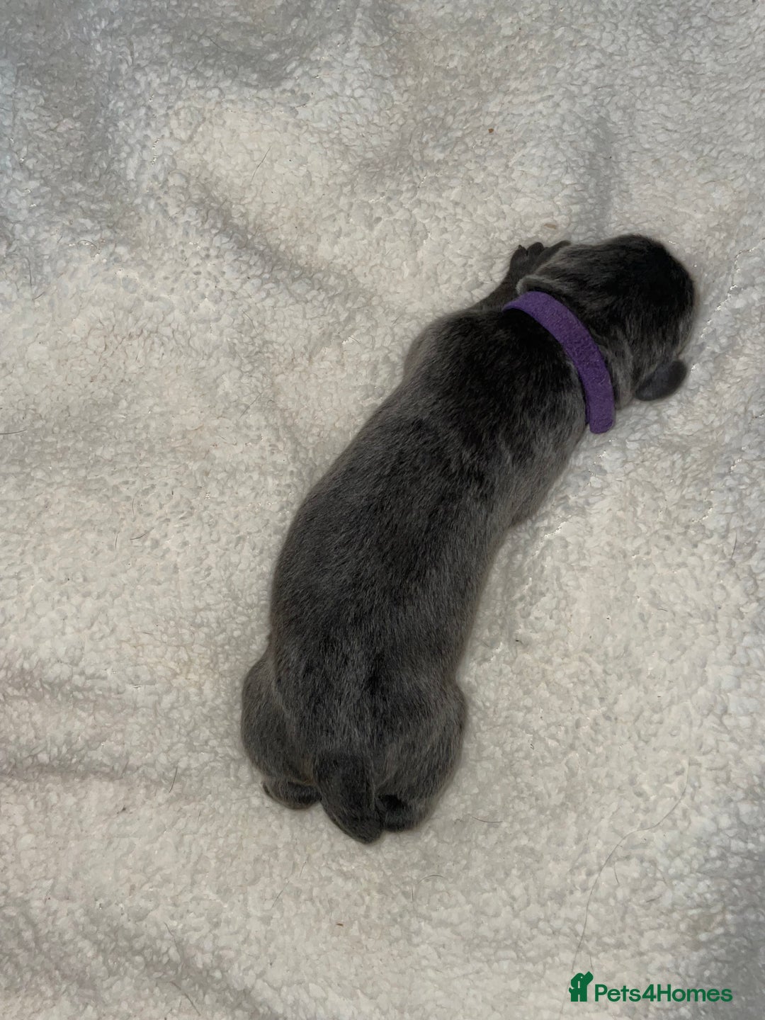 Cane Corso dogs for sale: Harlequin cane corso x pedigree cane corso puppies - Advert 14