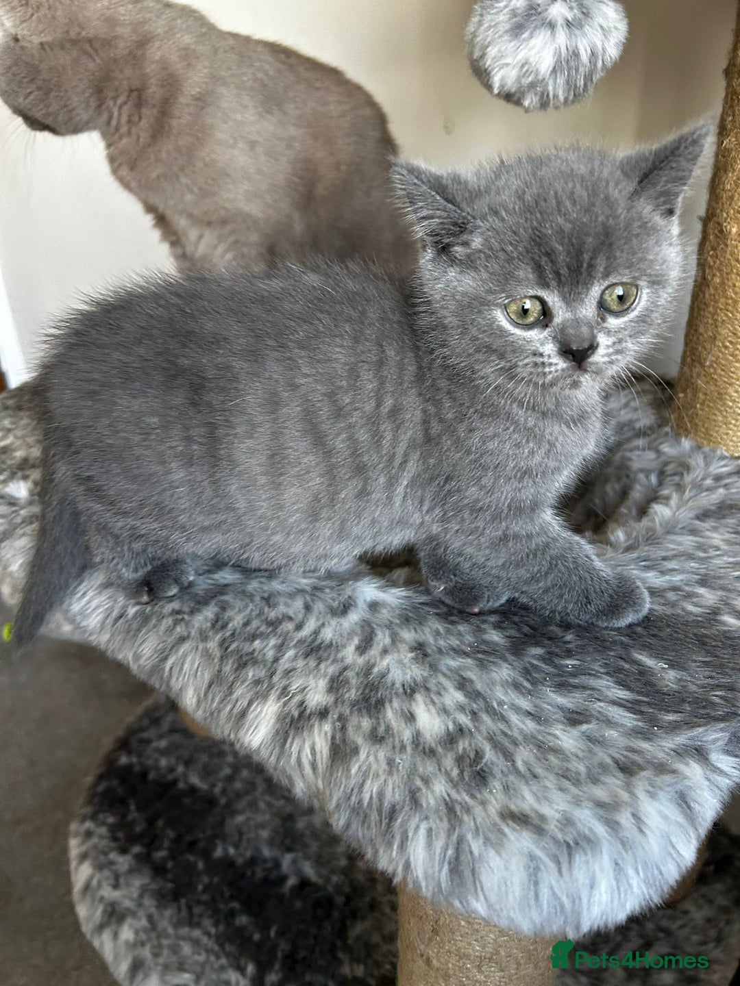 Scottish Fold cats for sale: Scottish Straight, Blue.  - Image 8