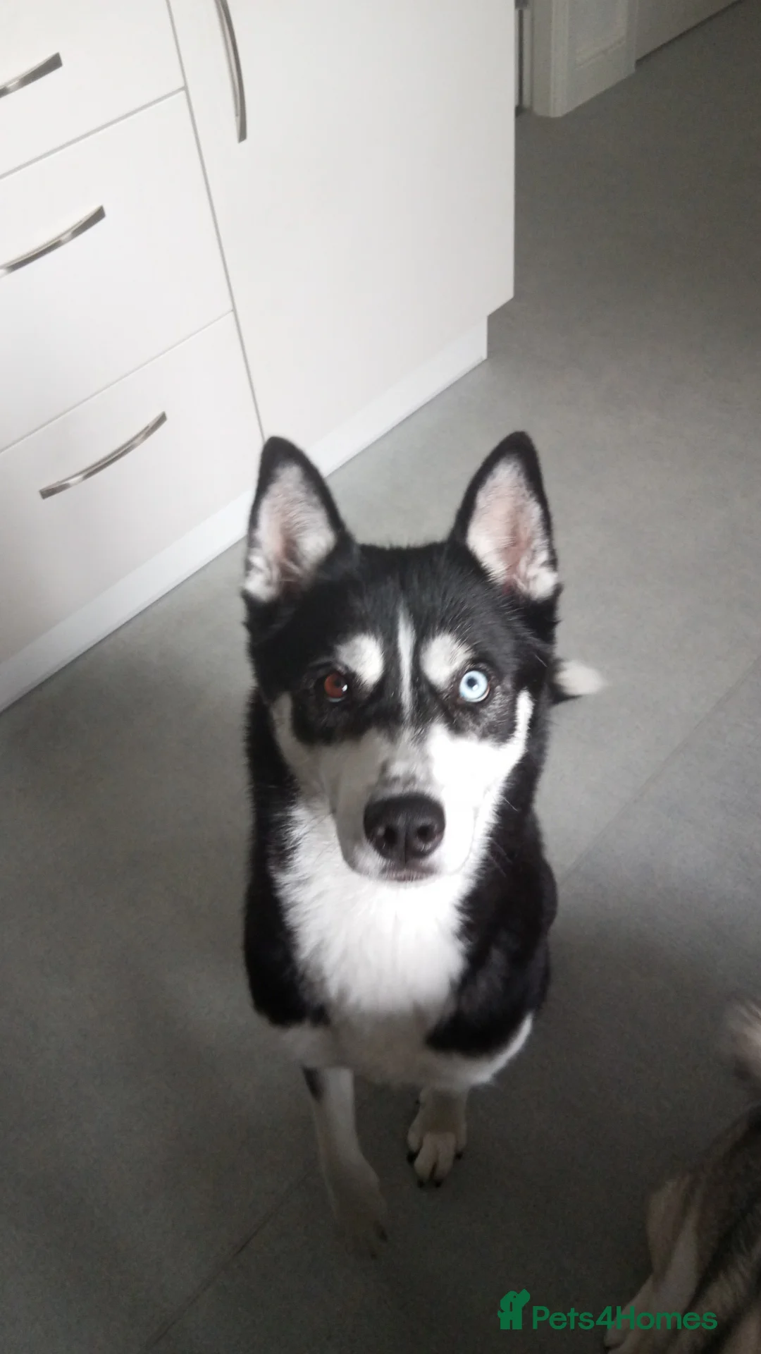 Siberian Husky dogs for sale: Female Siberian husky  - Advert 5