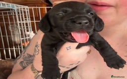 Mixed Breed dogs for sale: Beautiful DoxiPoo puppies  - Image 18