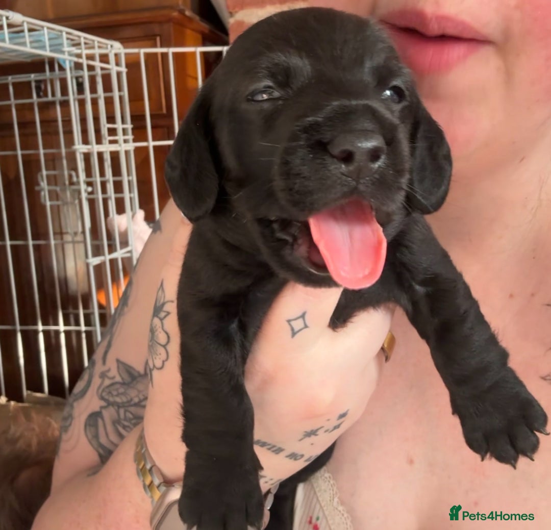 Mixed Breed dogs for sale: Beautiful DoxiPoo puppies  - Image 18