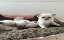Ragdoll cats for sale: ✨ Blue pointed Ragdoll Kittens – Ready Soon ✨ - Image 11