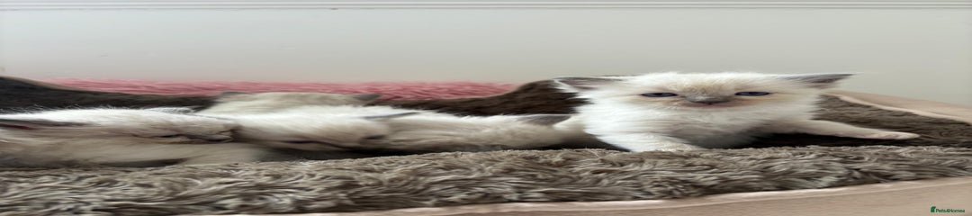 🐾 Kitten 1 – Female Ragdoll
