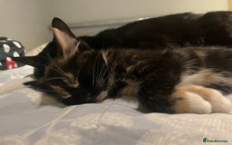 Domestic Shorthair cats for sale: 4 medium/longhair kittens,3 tuxedo 1 tortoiseshell - Advert 4