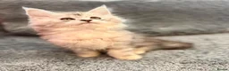 Maine Coon cats for sale: Maine coon kittens silver tabby ready now - Advert 2