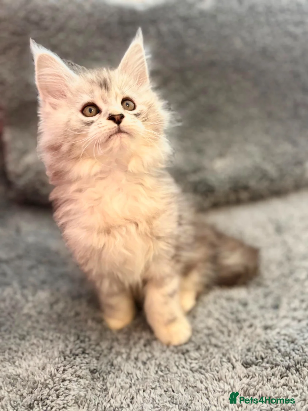 Maine Coon cats for sale: Maine coon kittens silver tabby ready now - Advert 2